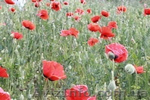 Сниму под фитнес #69460