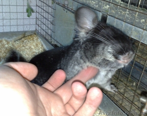 Продам шиншилл из питомника #63918