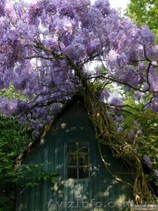 Глициния   Вистерия  #60873