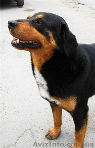 Метис ротвейлера ищет хозяина #72224