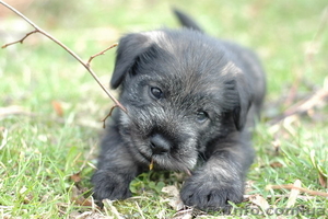 Продам щенков миттельшнауцеров перец с солью #62380