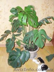 продам Монстеру деликатесную,  4 отростка,  недорого #66163