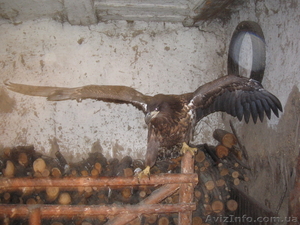 Продам Орла. Цена договорная. #69245