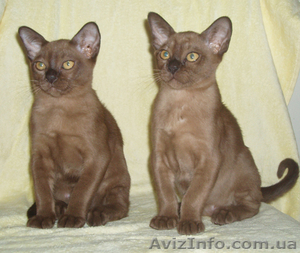 Котята европейской бурмы #72264