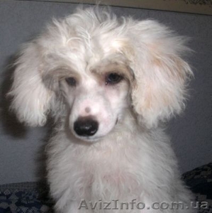 Щенок Китайская-хохлатая #62583