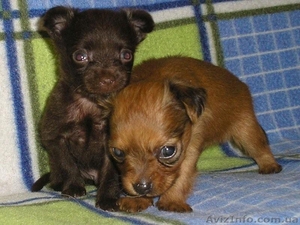 продаю щенков длинношерстного русского тоя #64549