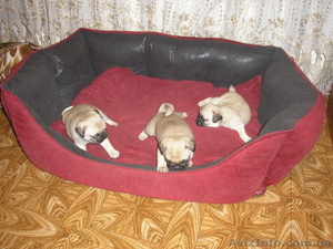 ПРОДАЮ ЩЕНКОВ МОПСА #65498