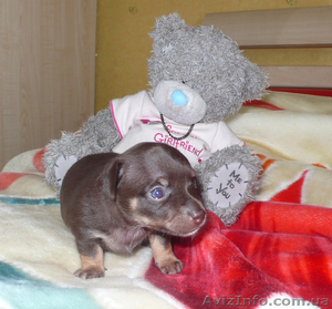 щенок той-терьера ищет нового хозяина #66388