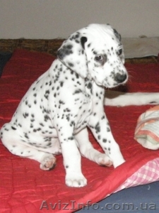 Элитный щенок далматина. #62402