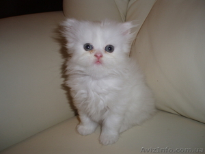 Персидская кошечка #68452