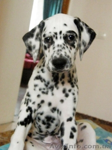 Продается щенок далматина. #72077