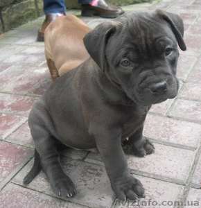 Продам щенков американского пит-бультерьера #73366