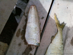 Сардинелла тушка 920 у.е CFR,  сардина тушка,  скумбрия #40991