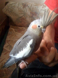 Продам птенцов Корелл-Нимфа #73620