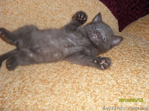 Британская короткошерстная кошечка #69409