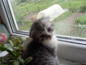 котята шотландские вислоухие и скотиш страйт #73680