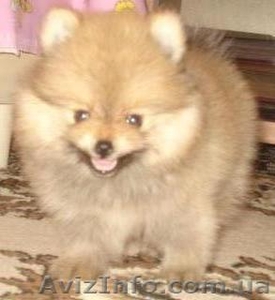 Шпиц. Продаётся щенок померанца. #68505