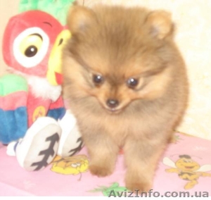 Померанский шпиц. Продажа. #68495