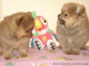 Померанский шпиц, продажа Симферополь и Украина. #66540