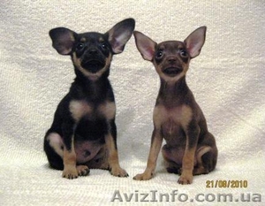 Продажа щенков той-терьера #72675