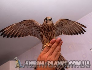 отдам в хорошие руки птенца пустельги #65243