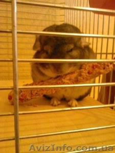 продам шиншилл недорого #66521