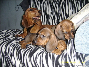 Продам щенков таксы (Салтовка) #73952