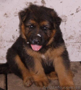 Щенки немецкой овчарки,  суки. #61200