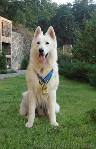 Щенки белой швейцарской овчарки #66670