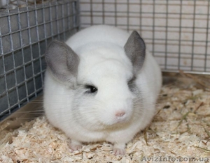 Шиншилла Центр племенные #66713