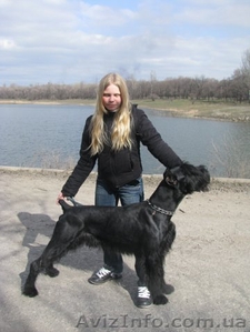 Вязка,  ризеншнауцер КСУ  #71280