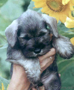 Продам щенков цвергшнауцеров перец с солью #62372