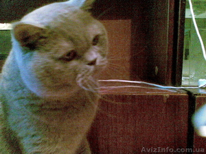 британец,  страйт , вислоухий коты для вязок #74685