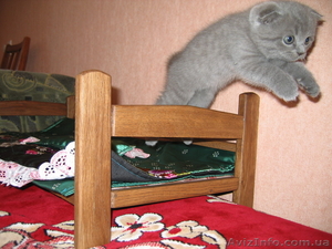  Шотландские котята (фолд,  страйт) #77902
