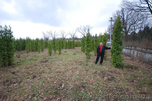 Декоративные растения по самым низким ценам в Киеве #78121