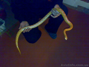 МАНИСАВЫЕ И КОРОЛЕВСКАЯ МОЛОЧНАЯ #78954