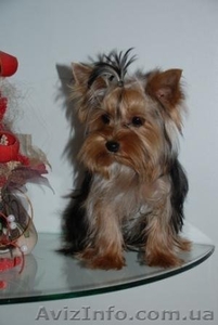 Самые лучшие щенки йорка!!! #81953