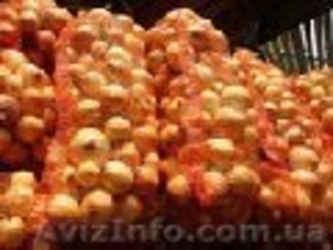  Продам лук репчатый. #85206