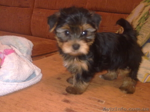 срочно продам щенка мини йорка #83063