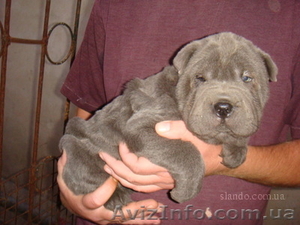 Шарпей щенки гоубого и черного окраса. #87081