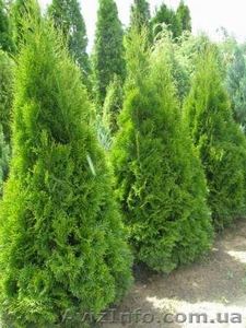 Дешевые декоративные растения! Туя,  самшит,  кипарисовик,  можжевельник.... #80933