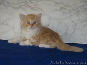 Шотландские котята скоттиш фолд и страйт #87551