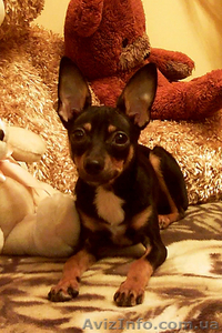 Кобель той-терьера для вязки #75672