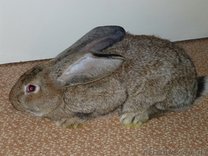 Продам крепких кроликoв породы „Фландр“  #85260