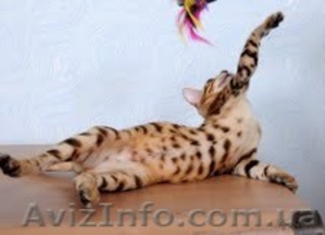 Бенгальские котята от элитных производителей  #78831