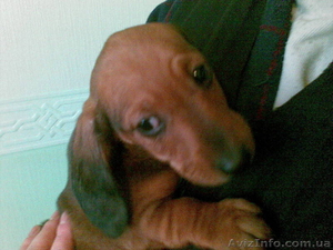 Клубные щенки таксы #84422