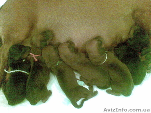 Клубные щенки гладкошерстной таксы #86241