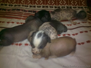 щенки китайской хохлатой #75075