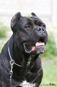 Кане корсо,  щенки #81060