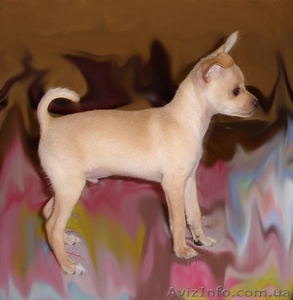 русский той терьер #76804